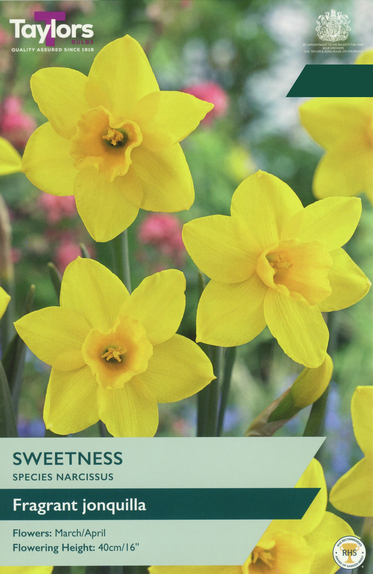 Narcissi - Sweetness