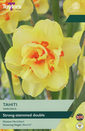Narcissi -Tahiti Daffodil