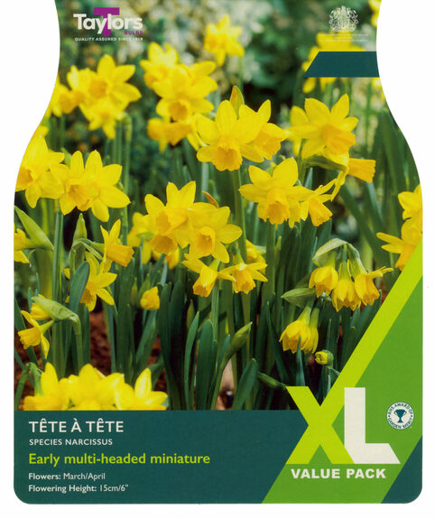 Narcissi - Tete a Tete