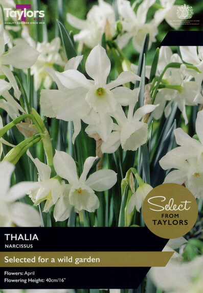 Narcissi Thalia