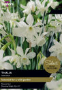 Narcissi Thalia