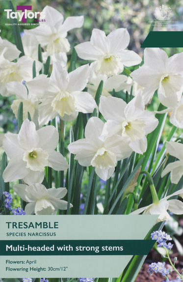 Narcissi - Tresamble