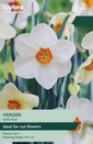 Narcissi - Verger Daffodil