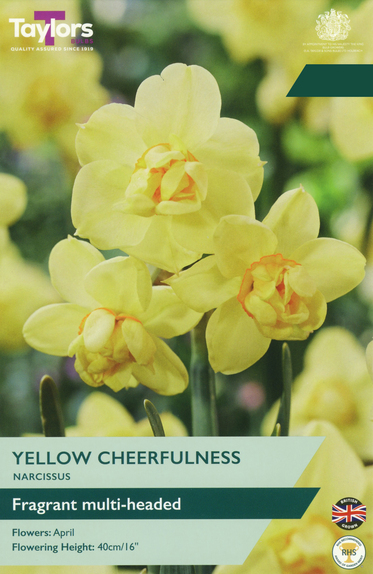 Narcissi - Yellow Cheerfulness Daffodil