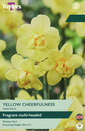 Narcissi - Yellow Cheerfulness Daffodil