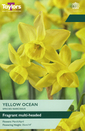 Narcissi - Yellow Ocean