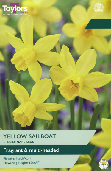 Narcissi - Yellow Sailboat