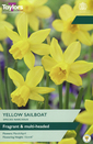 Narcissi - Yellow Sailboat