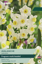 Narcissus - Avalanche Daffodil