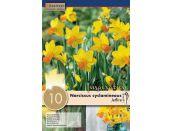 Narcissus Botanical Jetfire