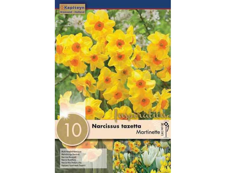 Narcissus Botanical Martinette