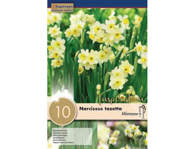Narcissus Botanical Minnow