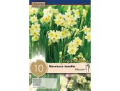 Narcissus Botanical Minnow