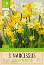 Narcissus - Botanical Mixed Colours