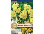 Narcissus Botanical Pipit