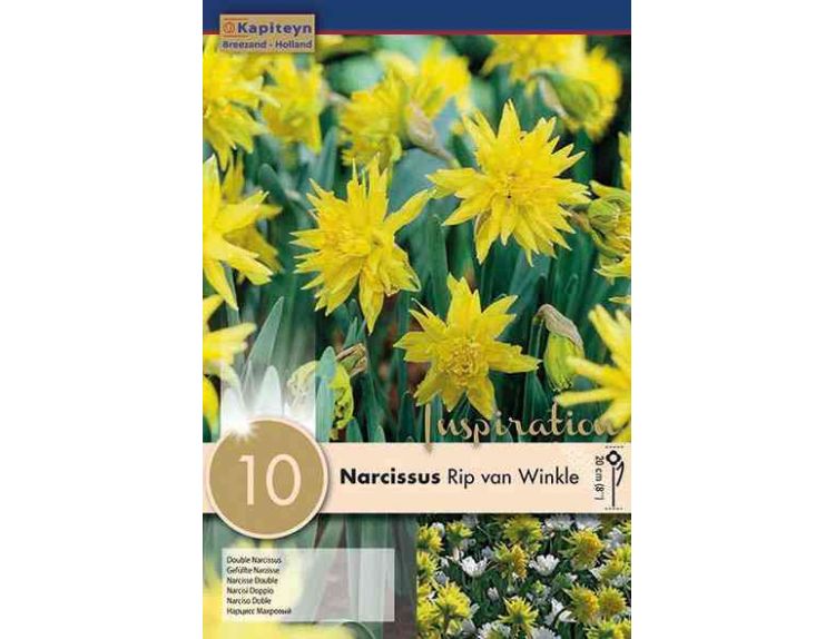Narcissus Botanical Rip van Winkle