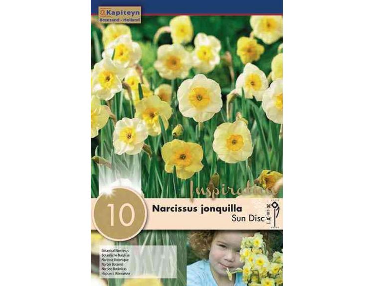 Narcissus Botanical Sun Disc