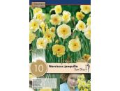 Narcissus Botanical Sun Disc