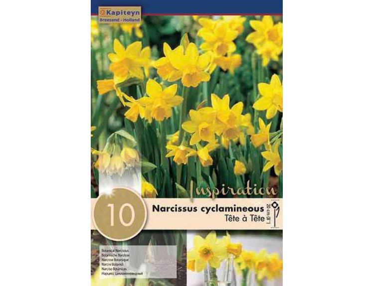Narcissus Botanical Tete a Tete