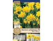 Narcissus Botanical Tete a Tete