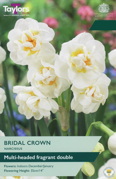 Narcissus - Bridal Crown Daffodil