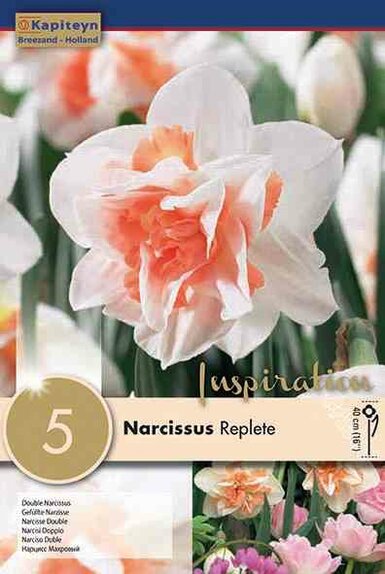 Narcissus Double Replete