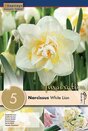 Narcissus Double White Lion