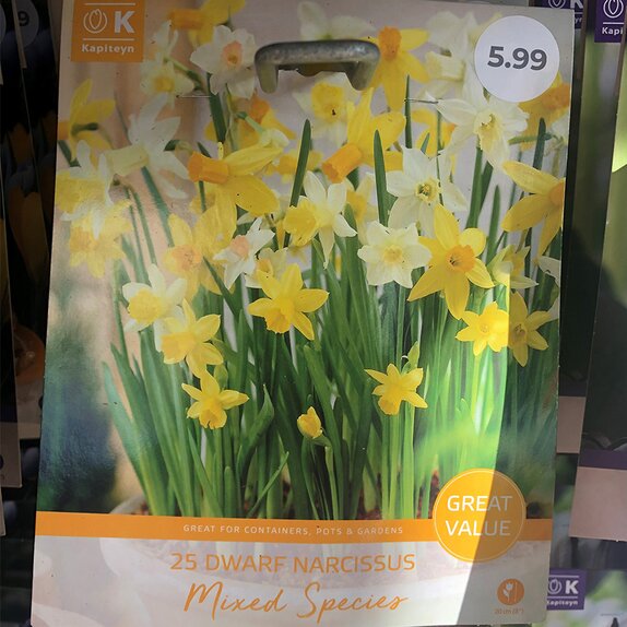 Narcissus Dwarf Mixed Species Great Value Pack