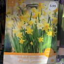 Narcissus Dwarf Mixed Species Great Value Pack