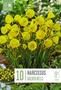 Narcissus - Golden Bells