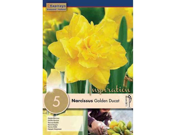 Narcissus Golden Ducat