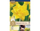 Narcissus Golden Ducat