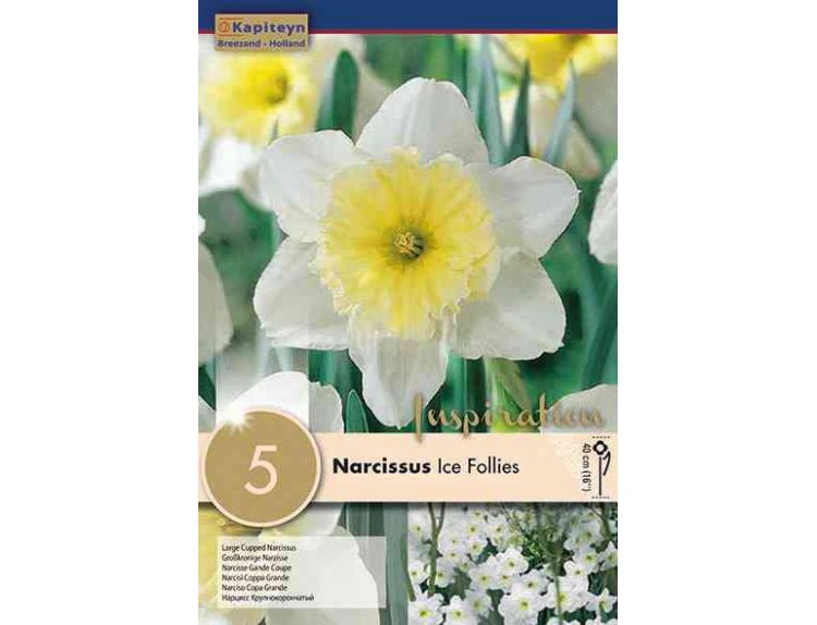 Narcissus Ice Follies