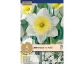 Narcissus Ice Follies