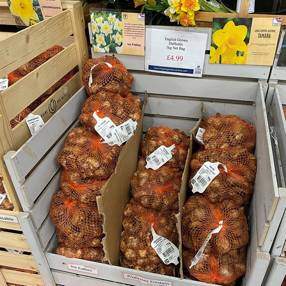 Narcissus Ice Follies 1kg Net