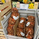 Narcissus Ice Follies 1kg Net