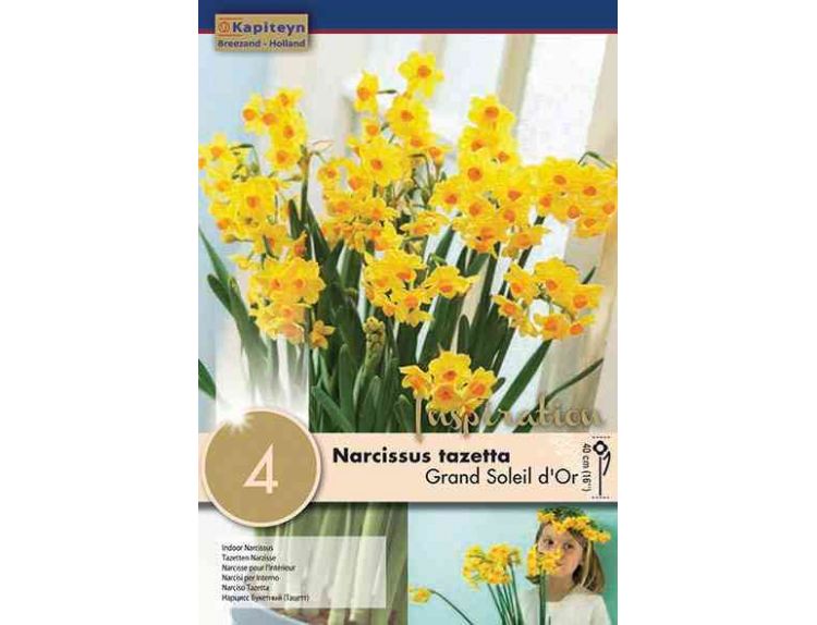 Narcissus Indoor Grand Soleil D'or