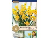 Narcissus Indoor Grand Soleil D'or