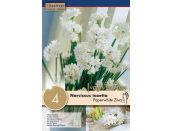 Narcissus Indoor Paperwhite Ziva