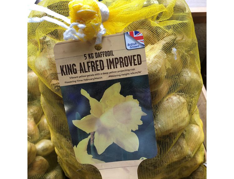 Narcissus King Alfred 5kg