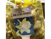 Narcissus King Alfred 5kg