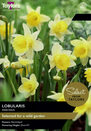 Narcissus - Lobularis