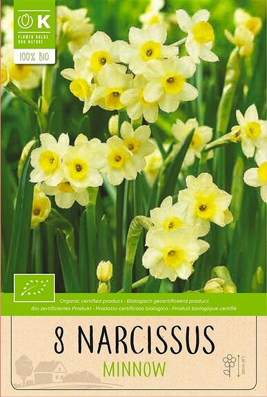 Narcissus - Minnow