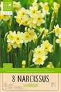 Narcissus - Minnow