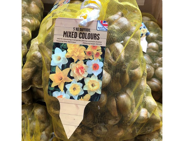 Narcissus Mixed Colours 5kg