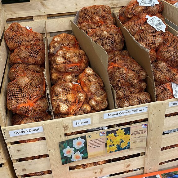Narcissus Mixed Cornish Yellows 1kg