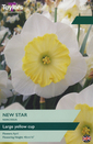 Narcissus - New Star Daffodil