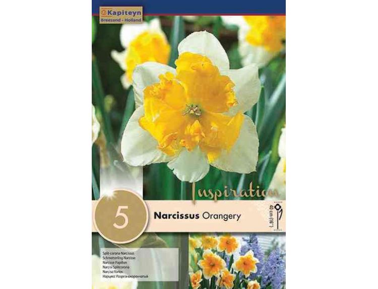 Narcissus Orangery