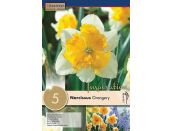 Narcissus Orangery