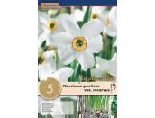 Narcissus Poeticus Recurvus - Narcissus Pheasant Eye